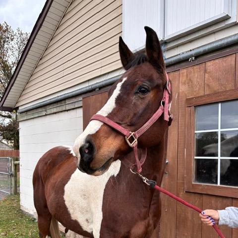 Remi, Adoptable, Senior Male Quarterhorse.