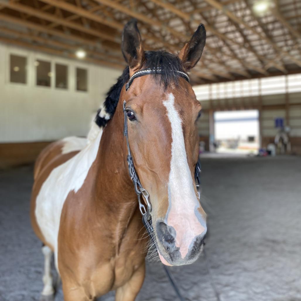 Enlarge Remi, a Adoptable Paint / Pinto in Quakertown, PA image 3/5