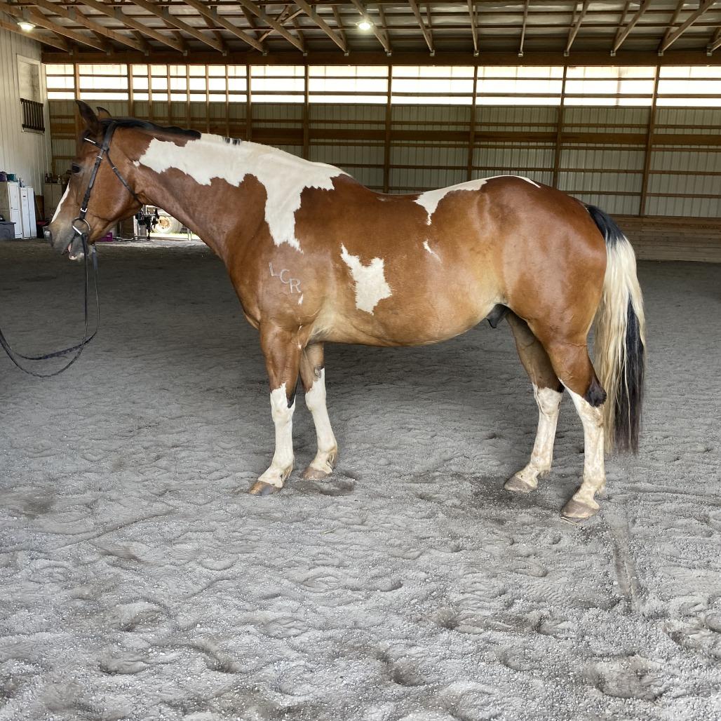 Enlarge Remi, a Adoptable Paint / Pinto in Quakertown, PA image 4/5