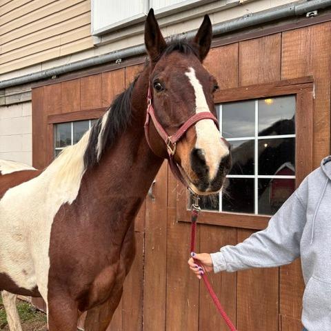 Remi, a Adoptable Quarterhorse in Quakertown, PA image 2/2