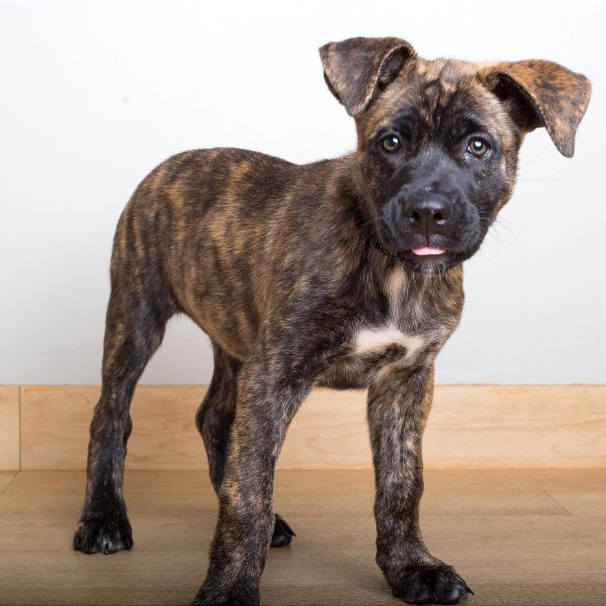 Winnie D71415, Adoptable, Puppy Female Catahoula Leopard Dog & Shepherd.