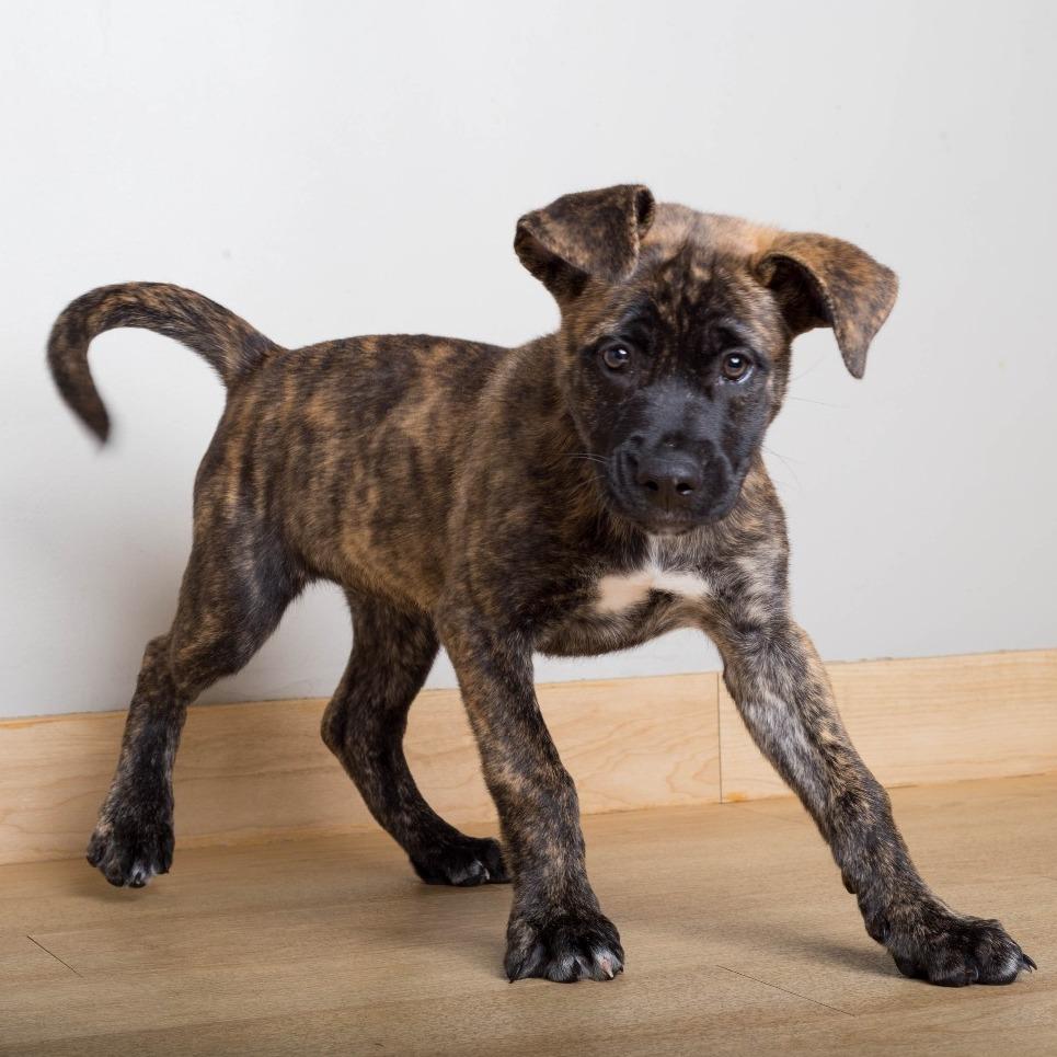 Enlarge Winnie D71415, a Adoptable mixed breed in Minnetonka, MN image 2/2