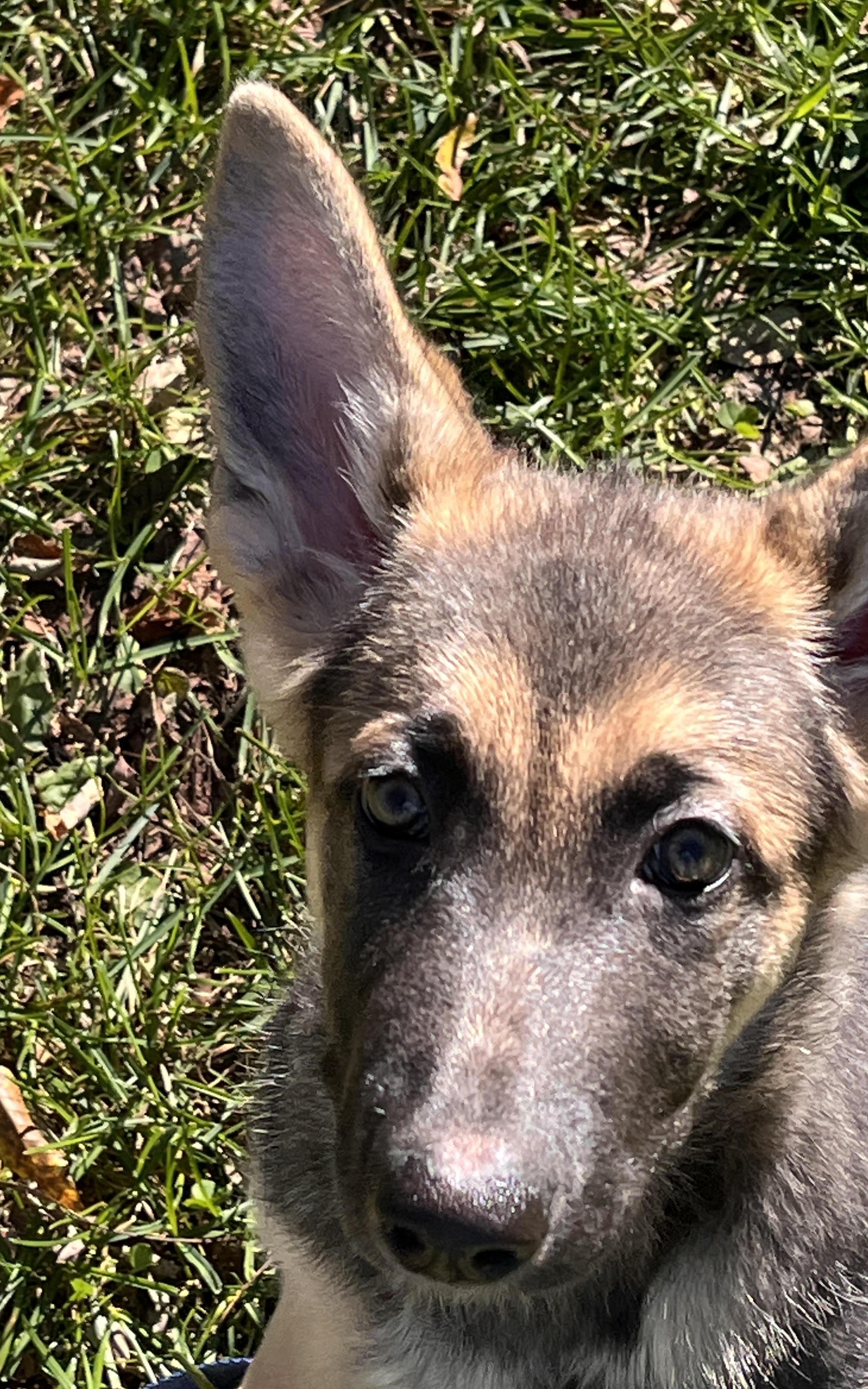 Enlarge Foxy In foster care, a Adoptable mixed breed in Honesdale, PA image 1/3