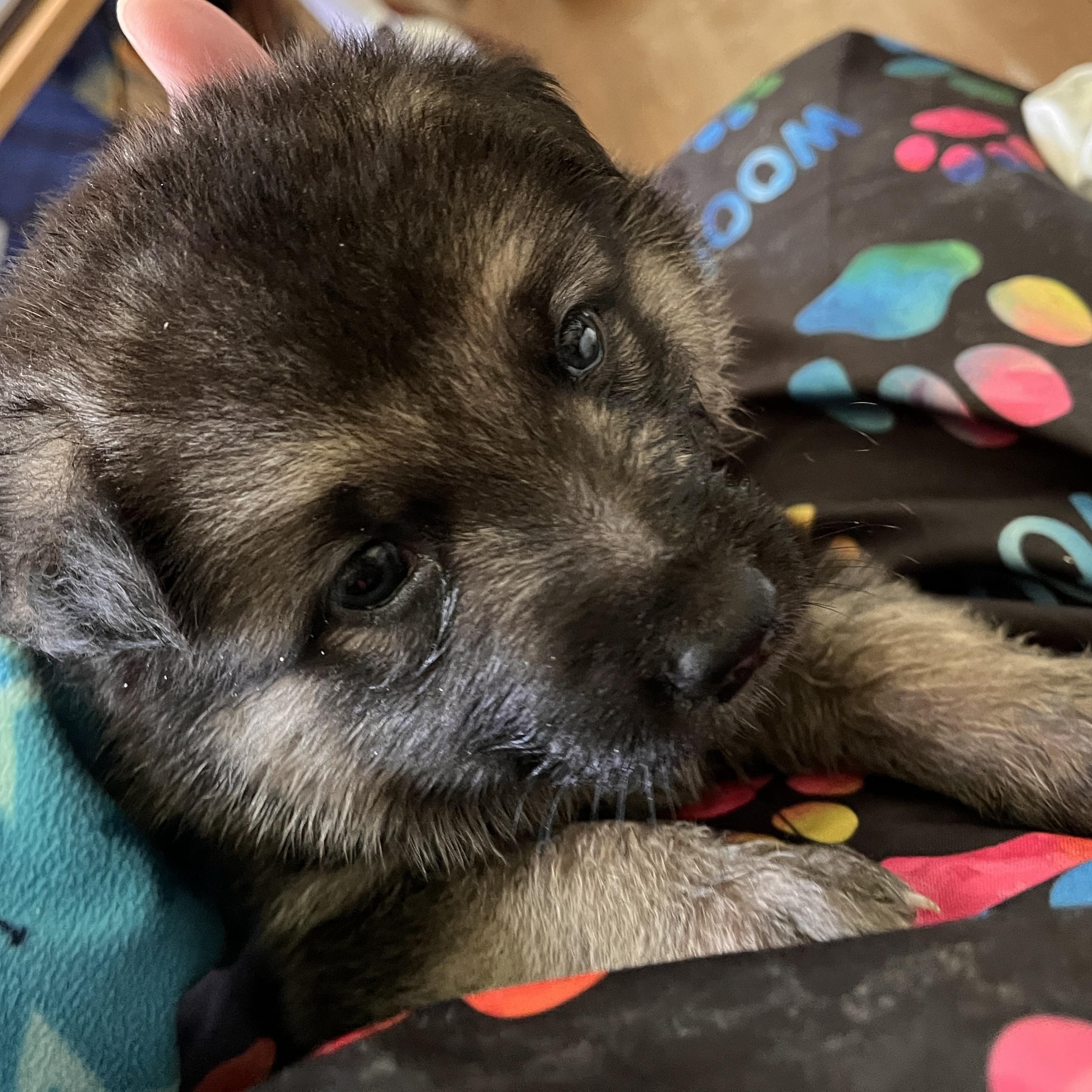 Enlarge Foxy In foster care, a Adoptable mixed breed in Honesdale, PA image 2/3