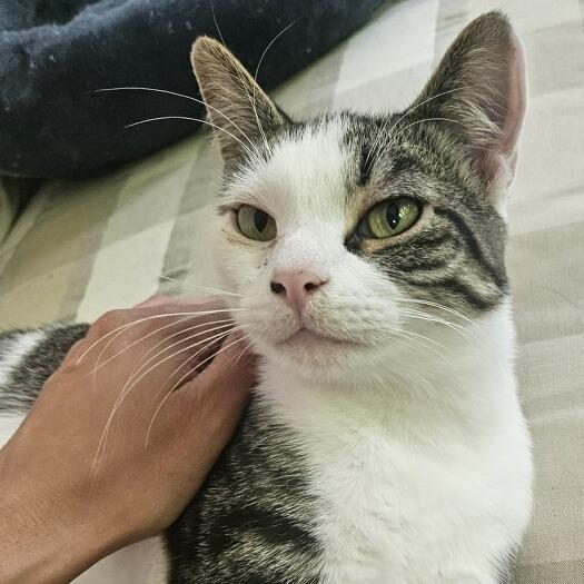 Barnaby-I'm in a foster home! Call to meet with me!, a Adoptable Domestic Short Hair in Bristol, IN image 1/6