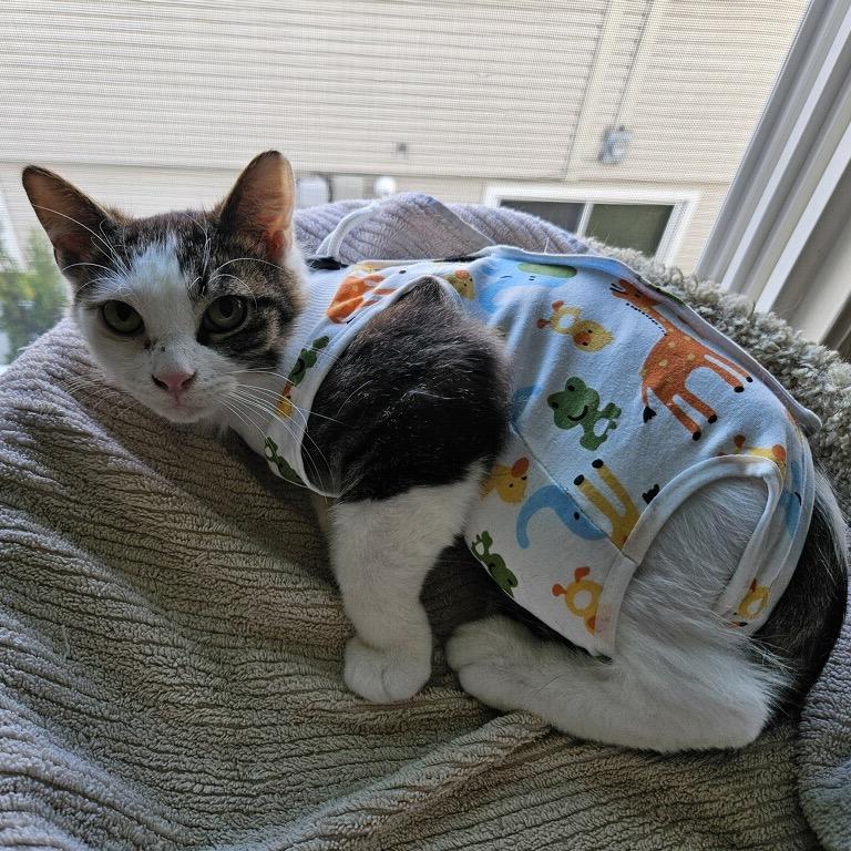 Enlarge Barnaby-I'm in a foster home! Call to meet with me!, a Adoptable Domestic Short Hair in Bristol, IN image 1/4