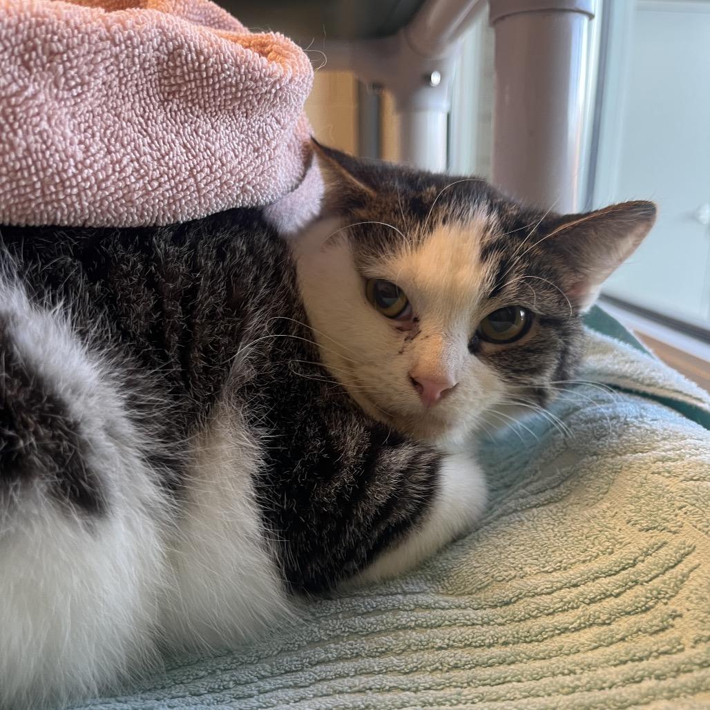 Enlarge Barnaby-I'm in a foster home! Call to meet with me!, a Adoptable Domestic Short Hair in Bristol, IN image 1/3