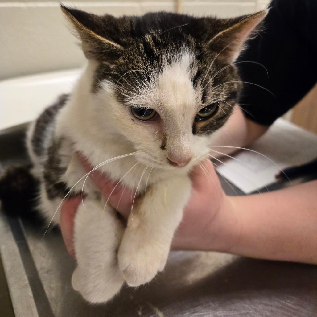 Enlarge Barnaby-I'm in a foster home! Call to meet with me!, a Adoptable Domestic Short Hair in Bristol, IN image 2/3