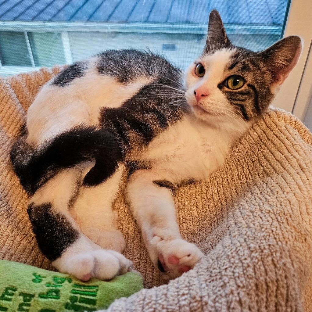 Enlarge Barnaby-I'm in a foster home! Call to meet with me!, a Adoptable Domestic Short Hair in Bristol, IN image 4/6