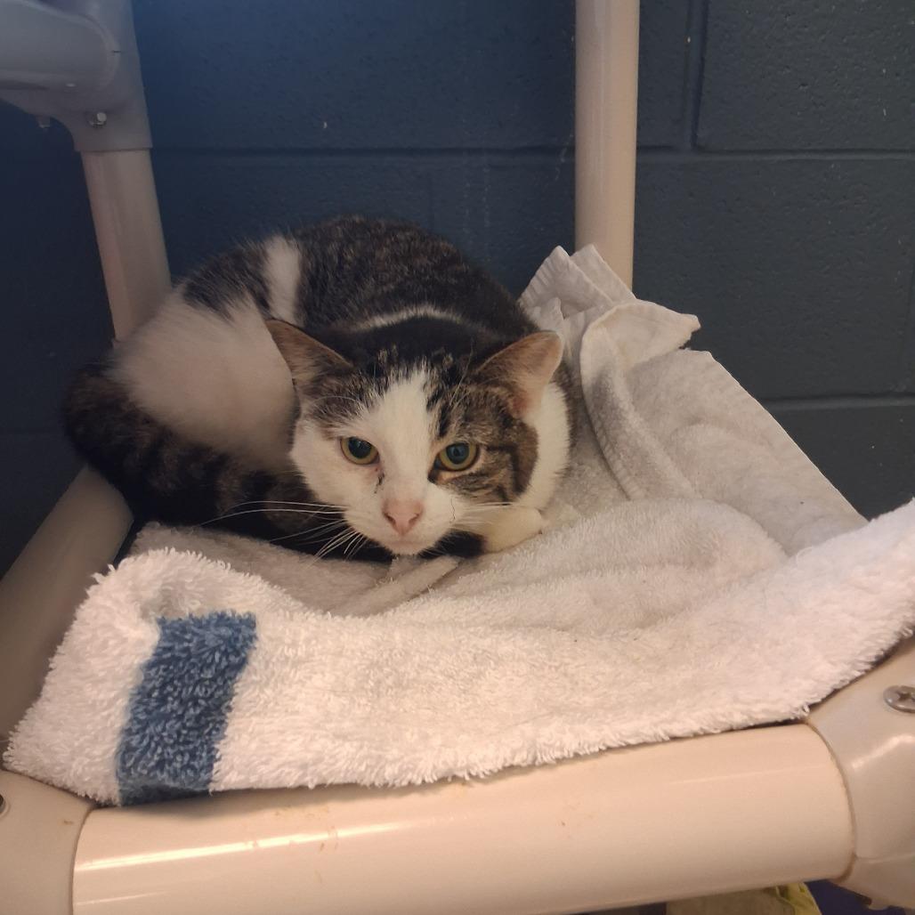 Enlarge Barnaby-I'm in a foster home! Call to meet with me!, a Adoptable Domestic Short Hair in Bristol, IN image 3/3