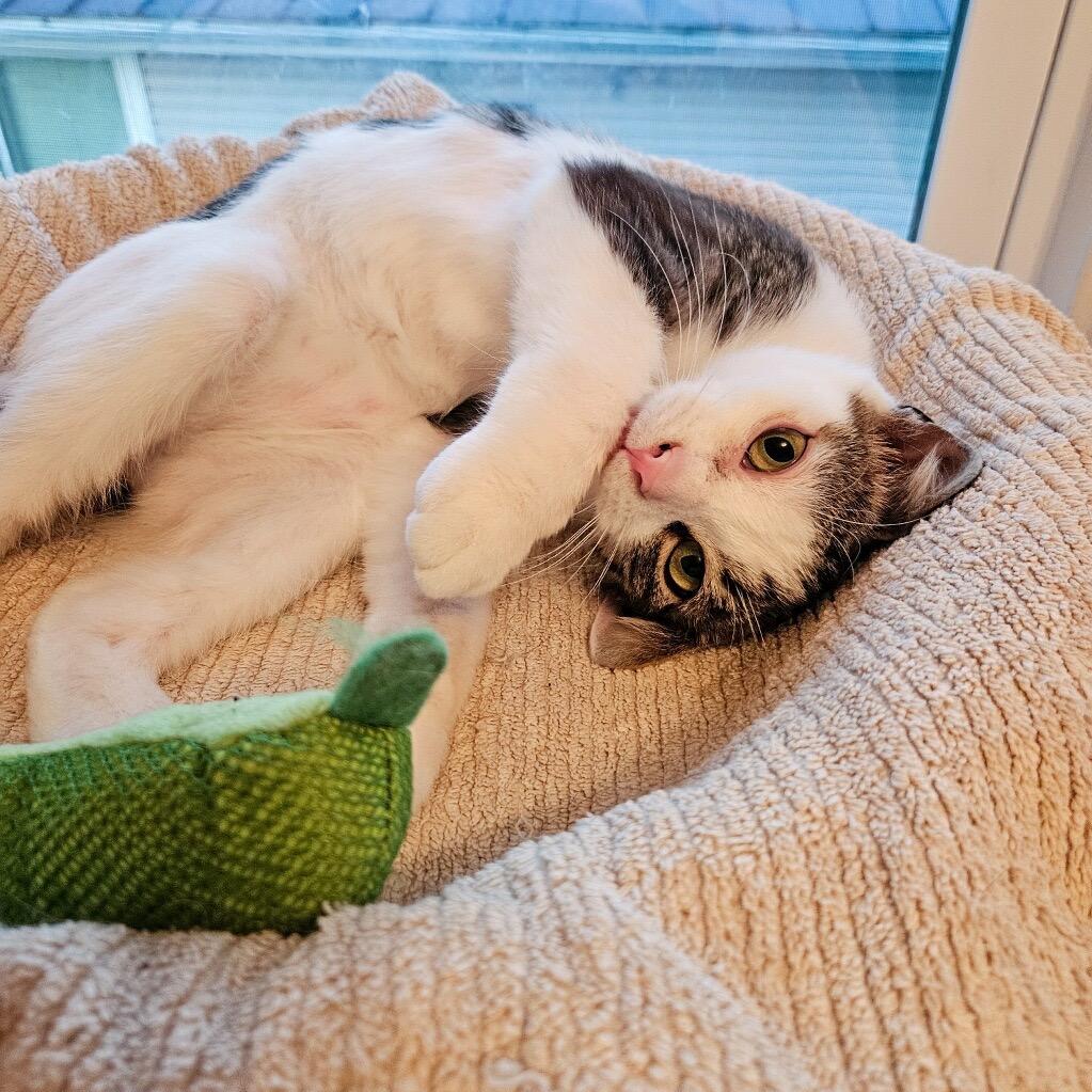 Enlarge Barnaby-I'm in a foster home! Call to meet with me!, a Adoptable Domestic Short Hair in Bristol, IN image 6/6