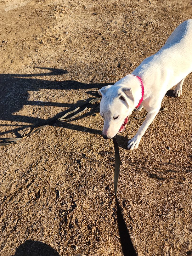 Ghost, a Adoptable mixed breed in modesto, CA image 2/6