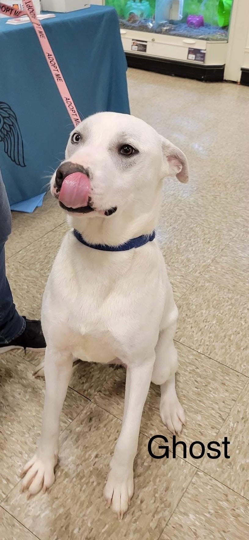 Ghost, a Adoptable mixed breed in modesto, CA image 1/6