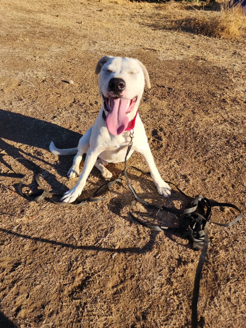 Ghost, a Adoptable mixed breed in modesto, CA image 3/6