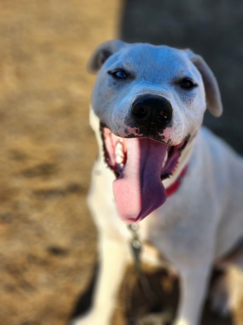 Ghost, a Adoptable mixed breed in modesto, CA image 5/6