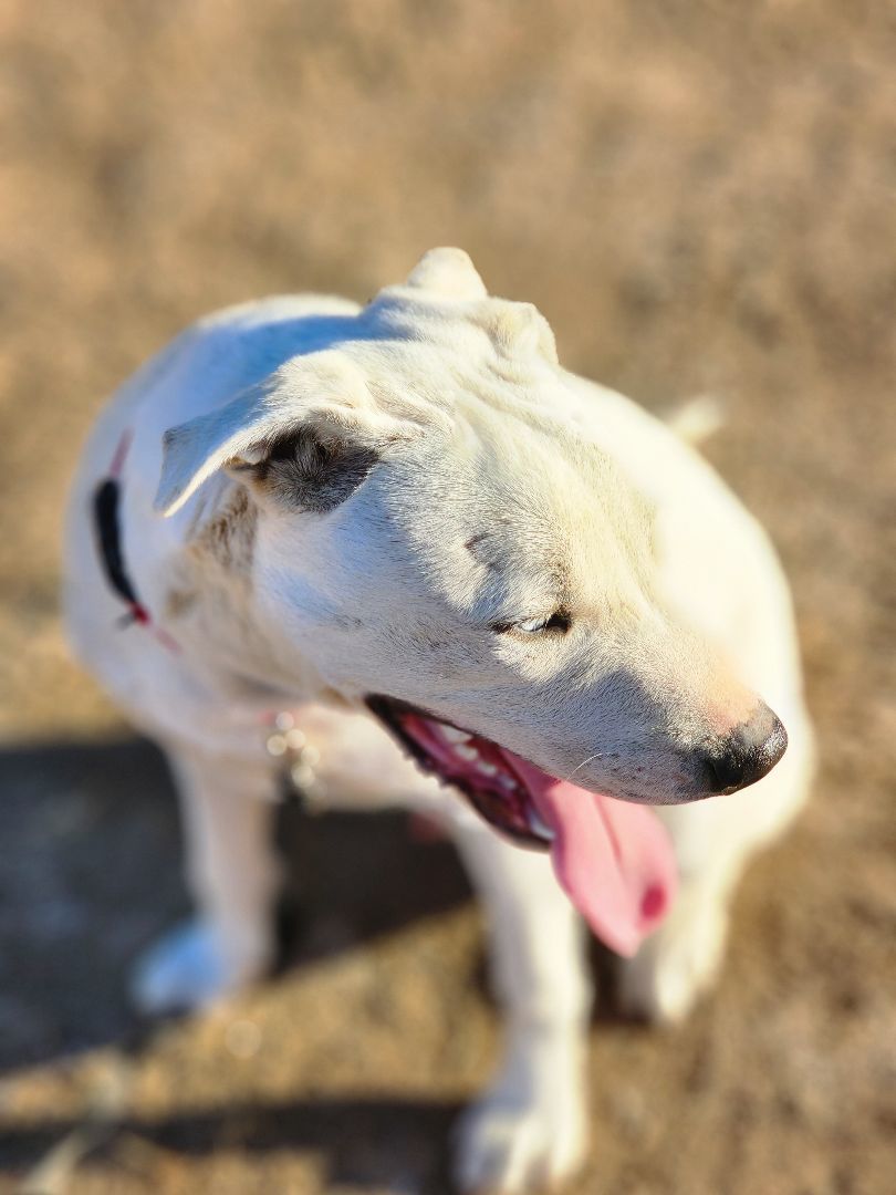 Ghost, a Adoptable mixed breed in modesto, CA image 6/6
