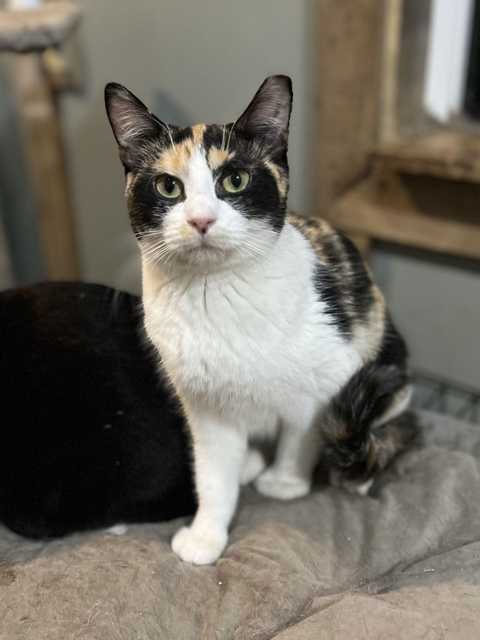 Charlotte, Adoptable, Young Female Calico.