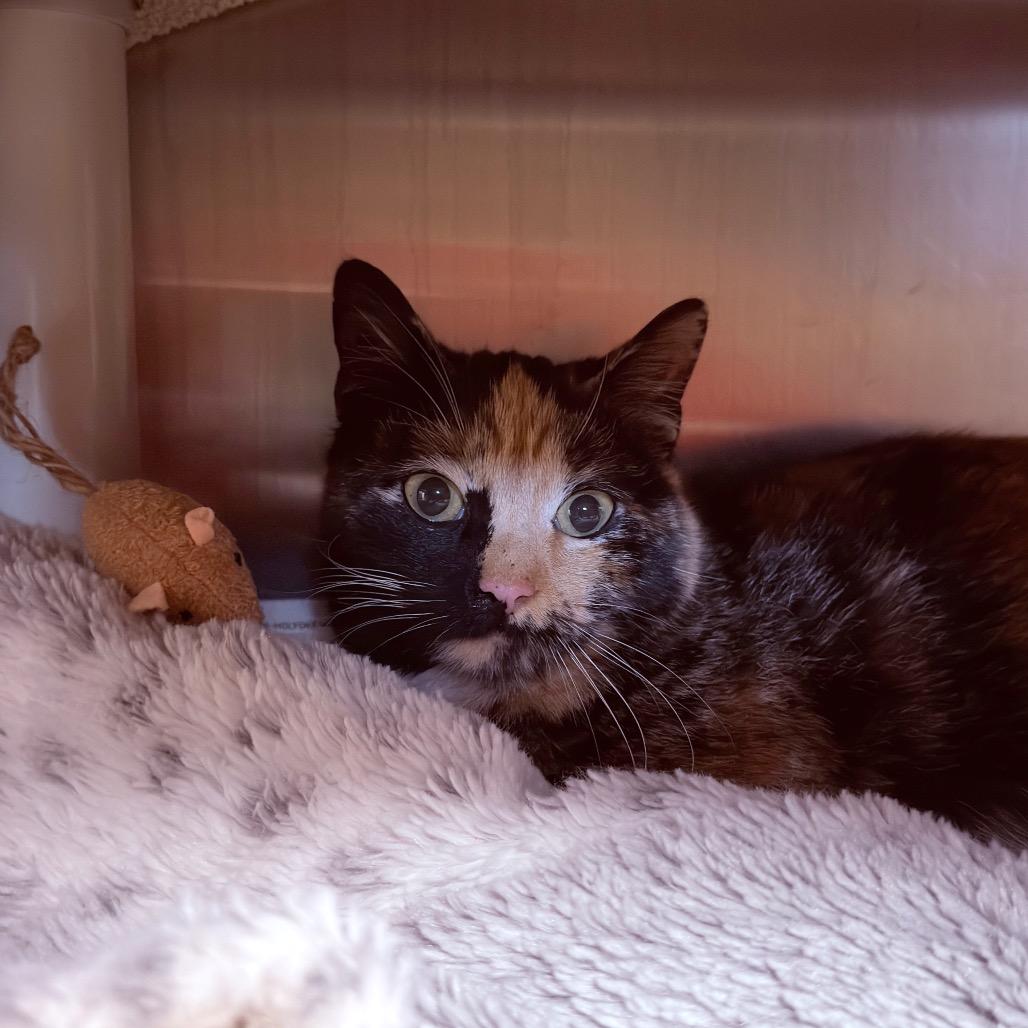 Pookie-$50, Adoptable, Young Female Domestic Short Hair.