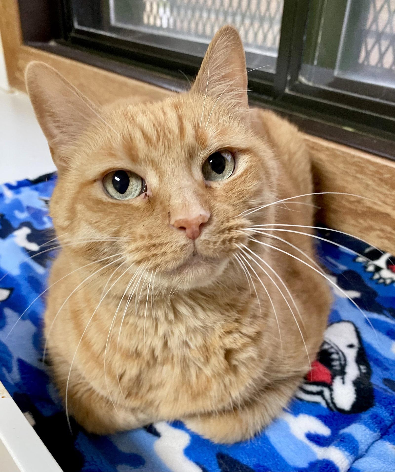 Enlarge Sandy, a Adoptable mixed breed in Fargo, ND image 1/3
