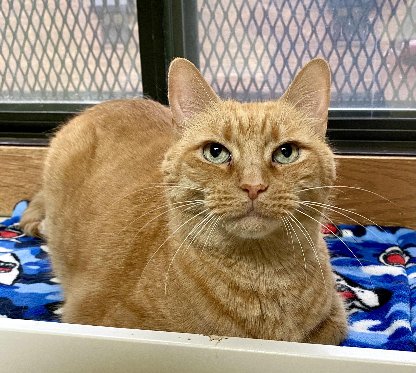 Enlarge Sandy, a Adoptable mixed breed in Fargo, ND image 2/3