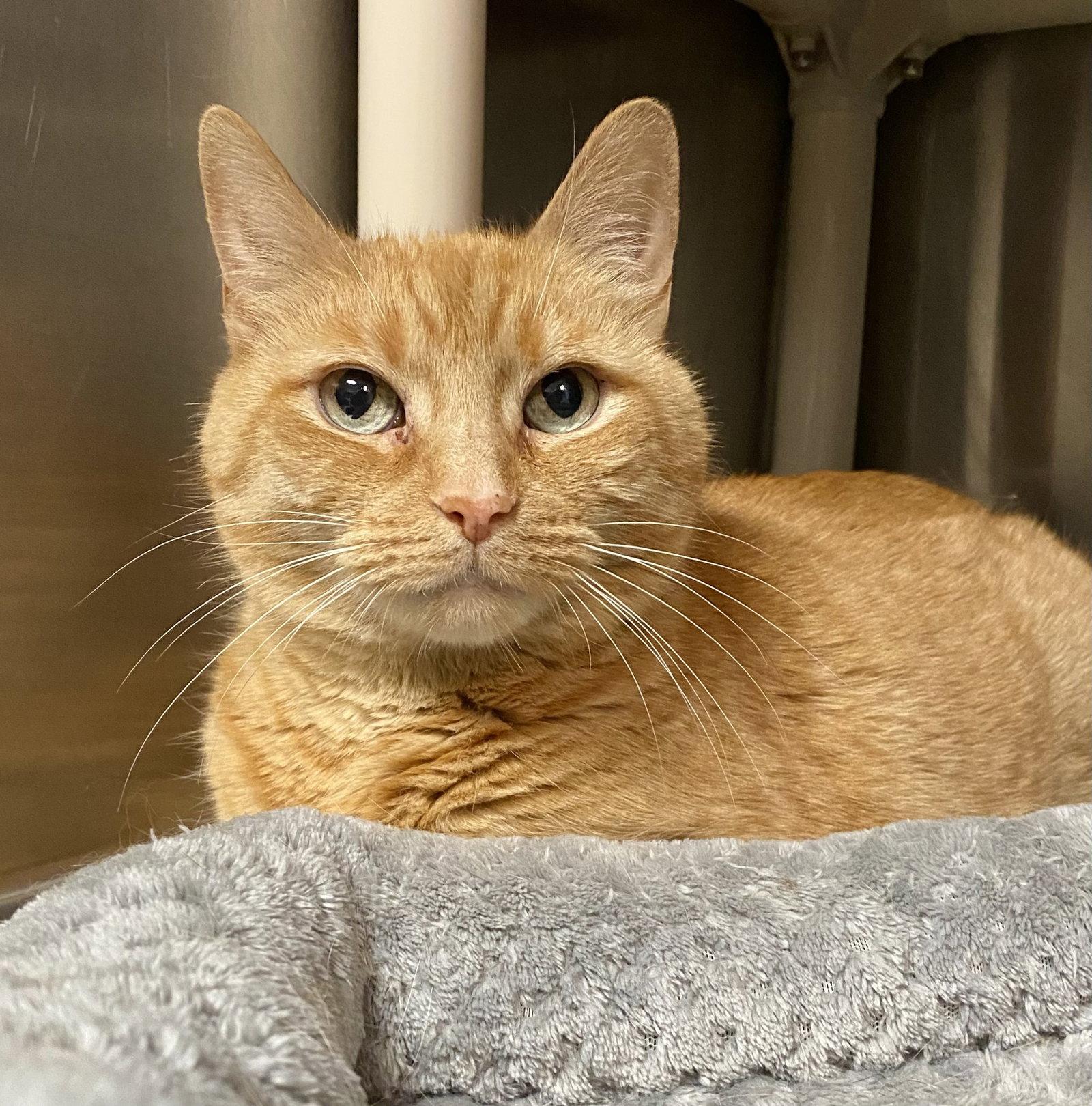 Sandy, Adoptable, Senior Male Domestic Short Hair & Tabby.