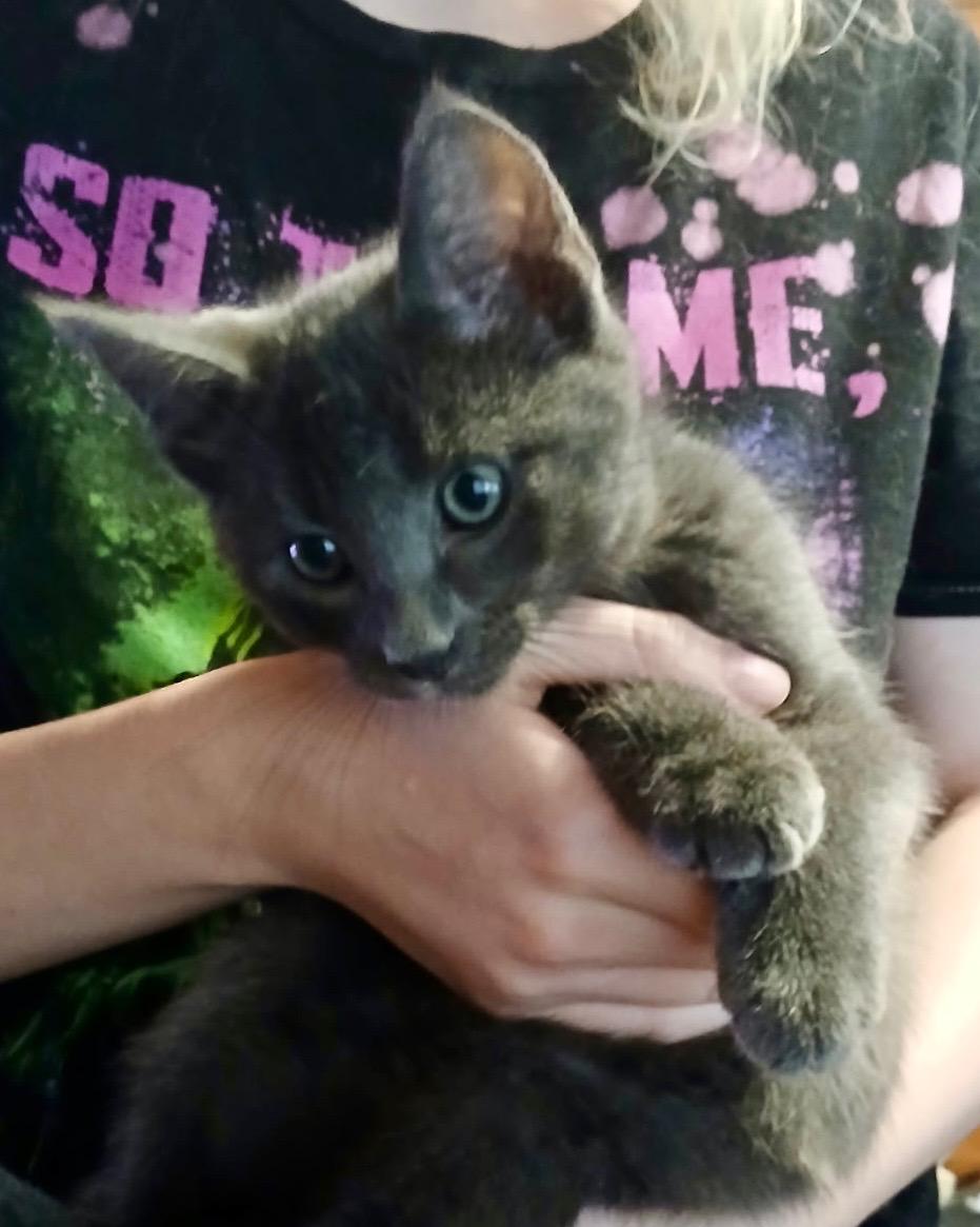 Vincent, a Adoptable American Shorthair in Lake Arrowhead, CA image 1/2