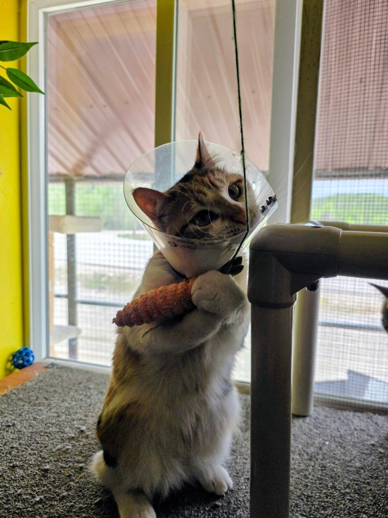 Olive, Adoptable, Young Female Domestic Short Hair.