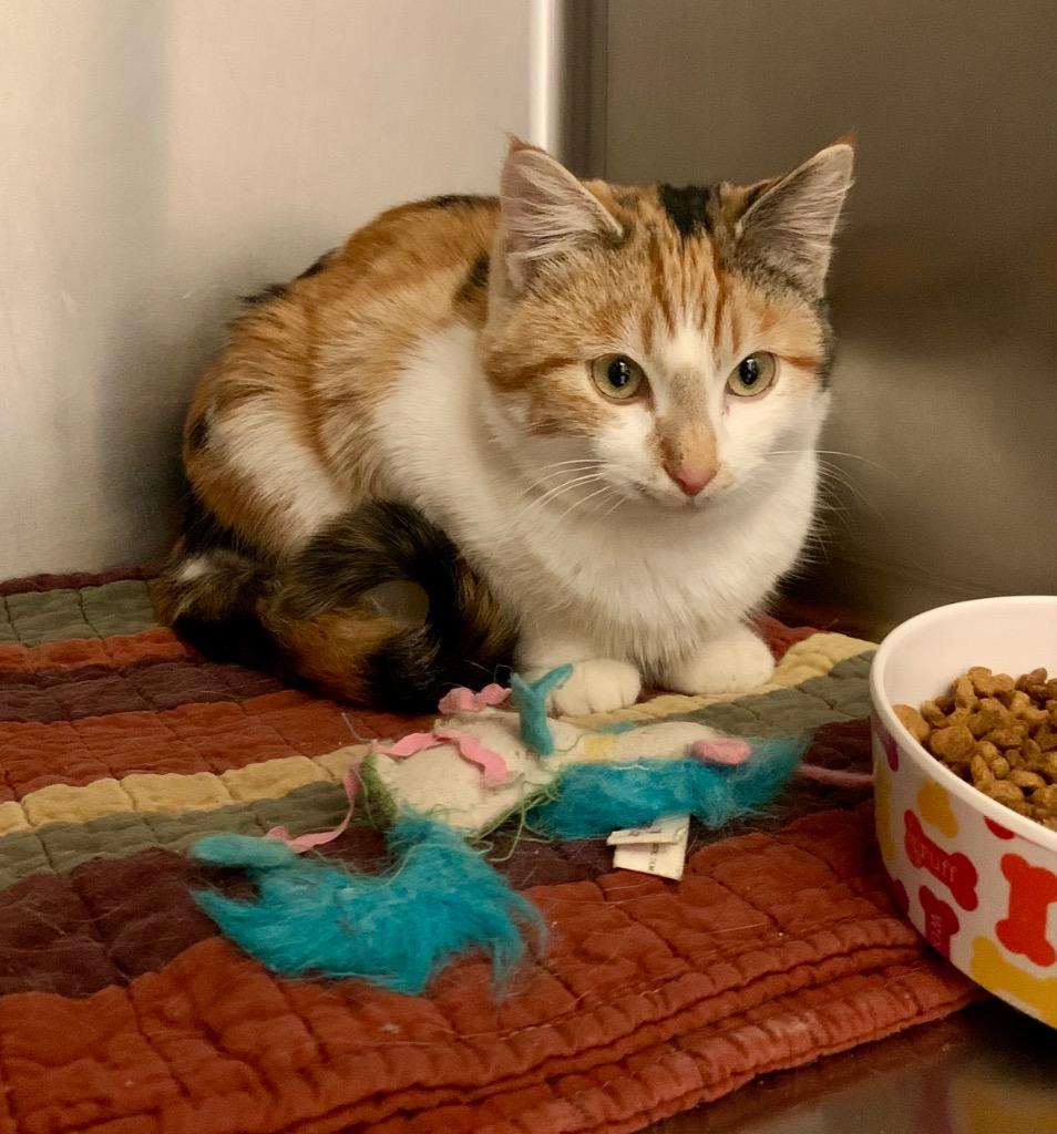 Enlarge Olive, a Adoptable mixed breed in Thayne, WY image 2/6