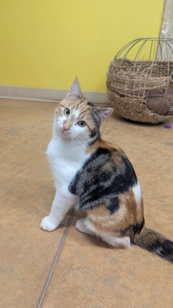 Enlarge Olive, a Adoptable mixed breed in Thayne, WY image 3/6