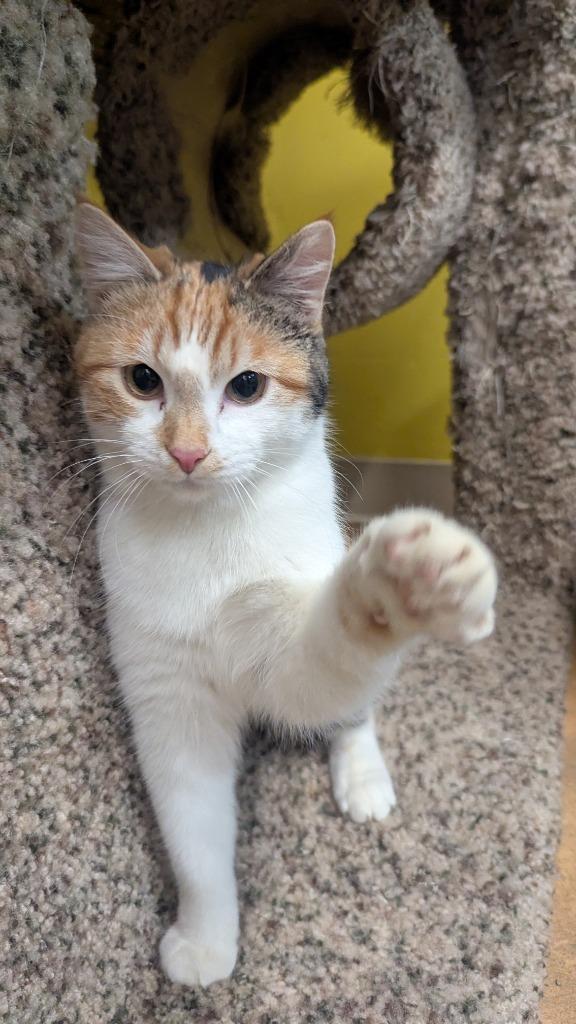 Enlarge Olive, a Adoptable mixed breed in Thayne, WY image 4/6