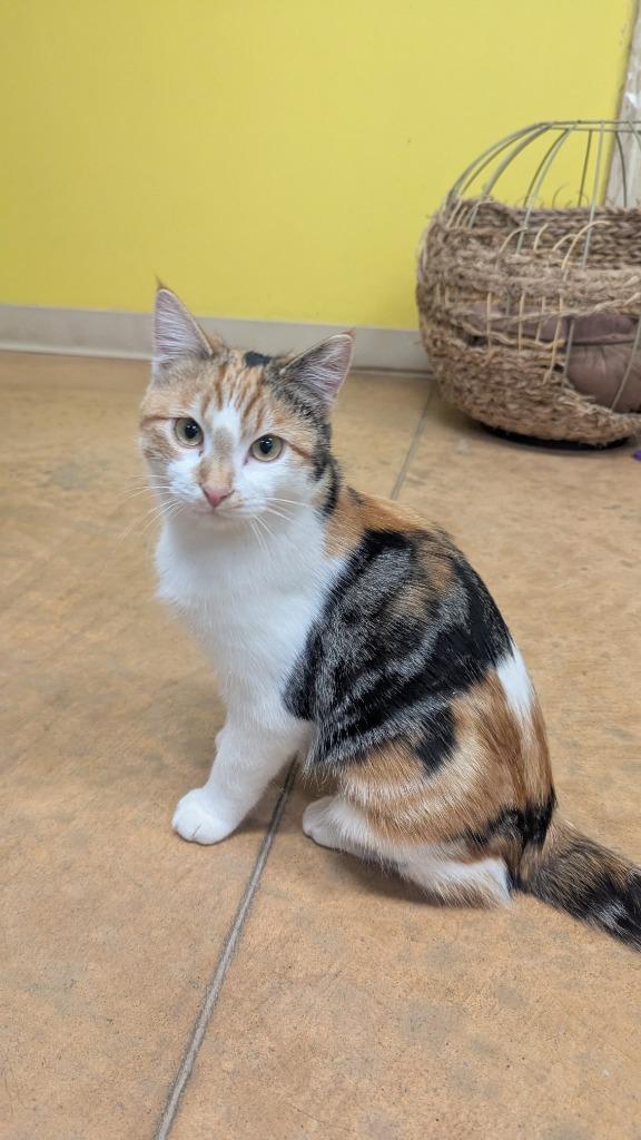 Enlarge Olive, a Adoptable mixed breed in Thayne, WY image 6/6