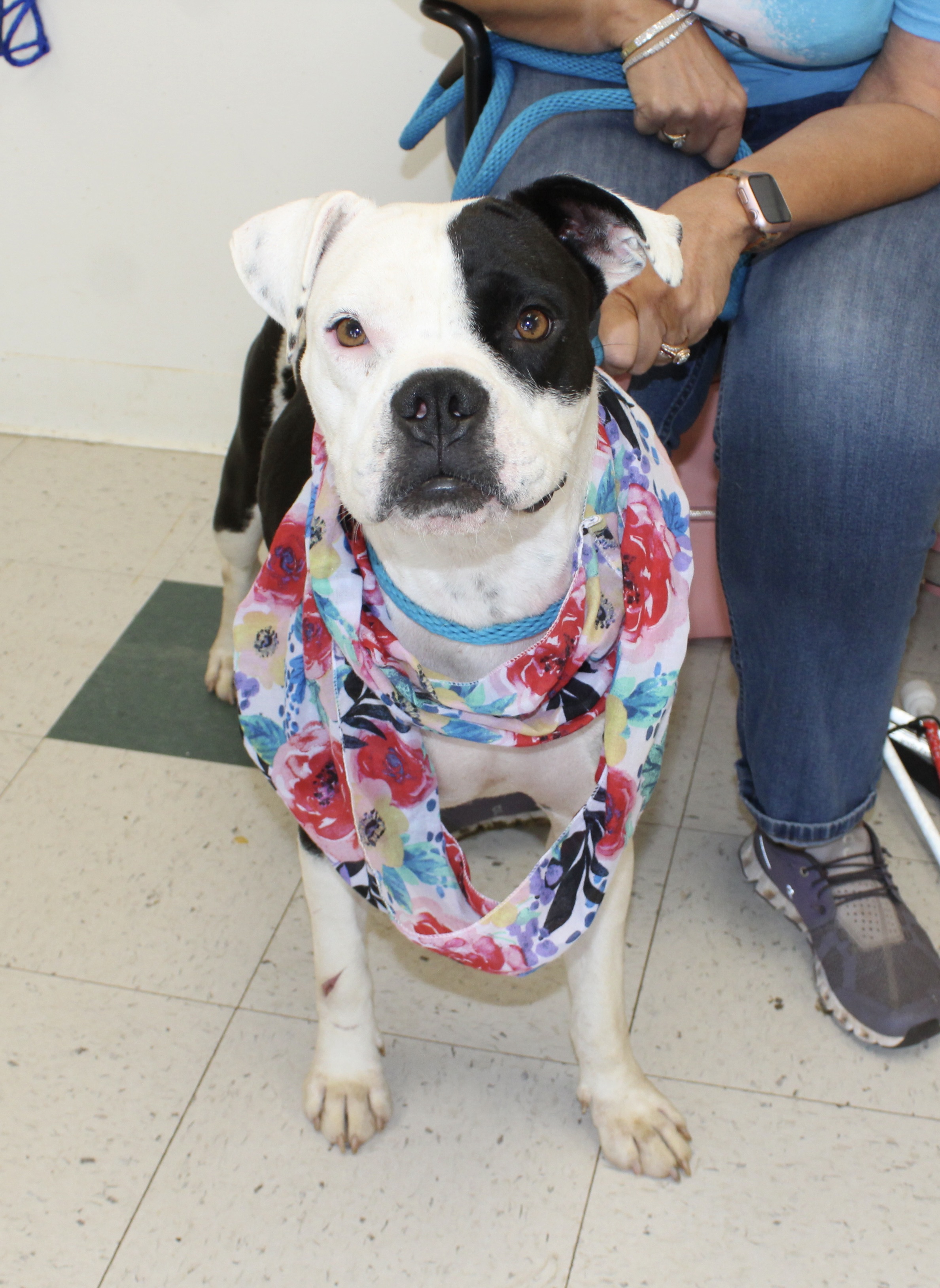 Dog for adoption Hayley, a Boxer in Pell City, AL Petfinder