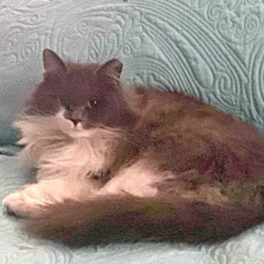 Enlarge Minnie Belle, an adoptable Domestic Long Hair in Cincinnati, OH image 1/2