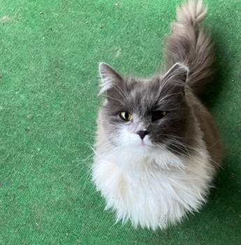 Enlarge Minnie Belle, an adoptable Domestic Long Hair in Cincinnati, OH image 2/2