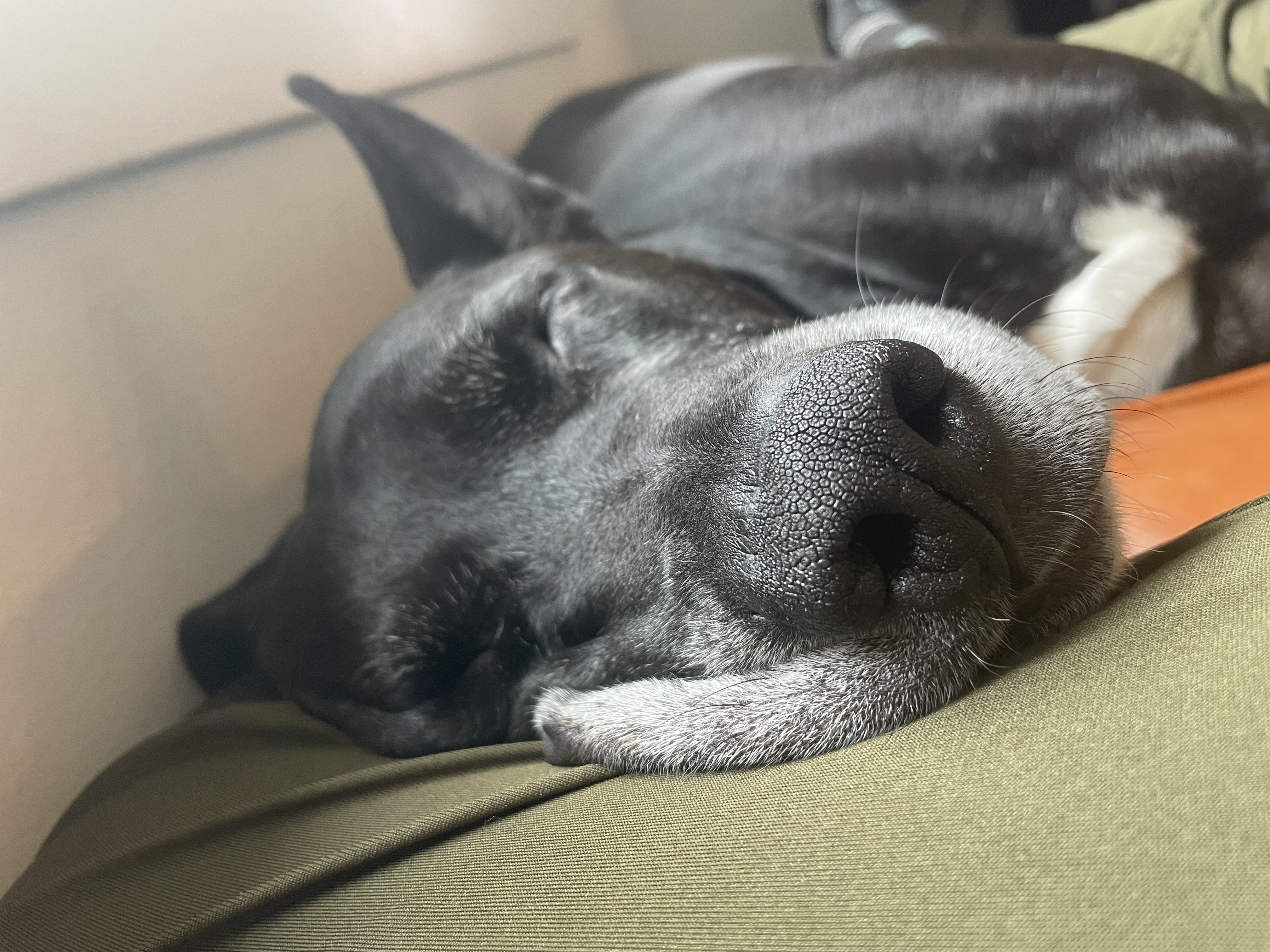 Milo, a Adoptable mixed breed in Berkeley, CA image 3/6