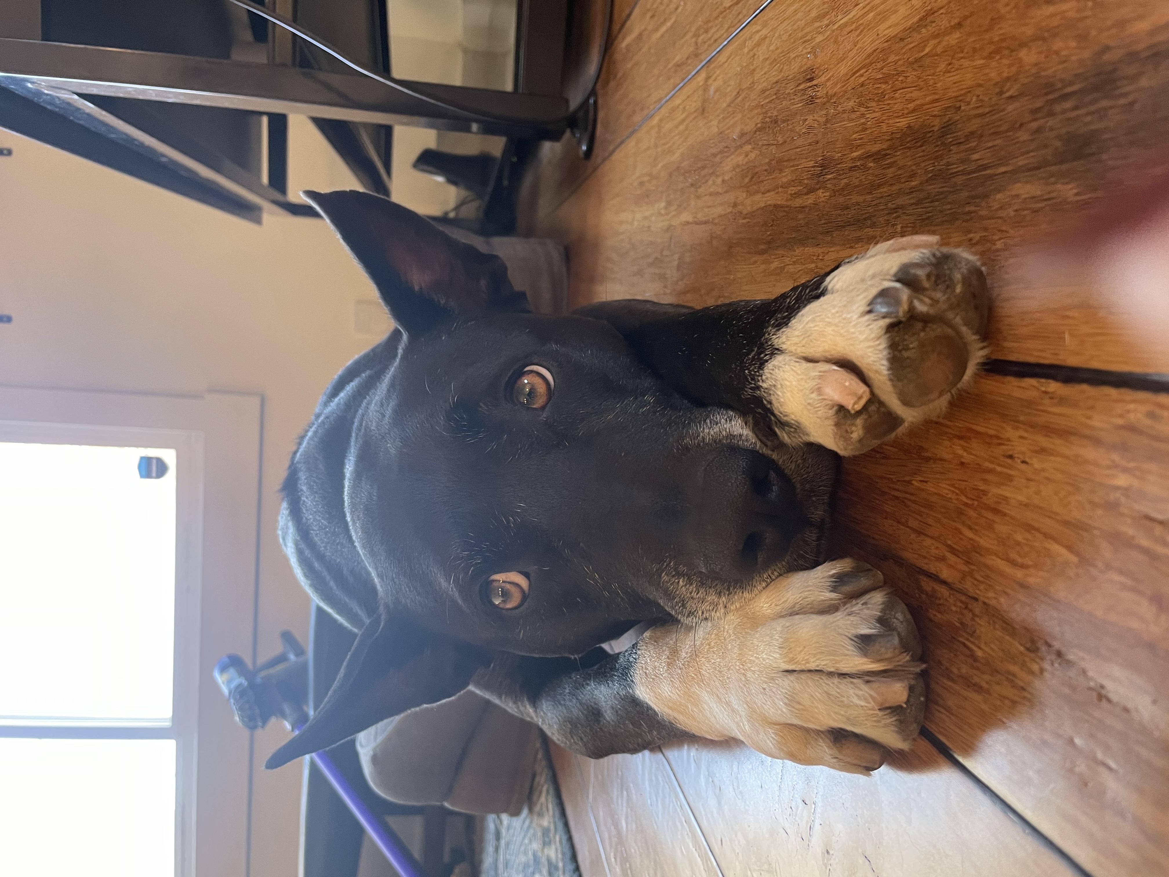 Milo, a Adoptable mixed breed in Berkeley, CA image 6/6