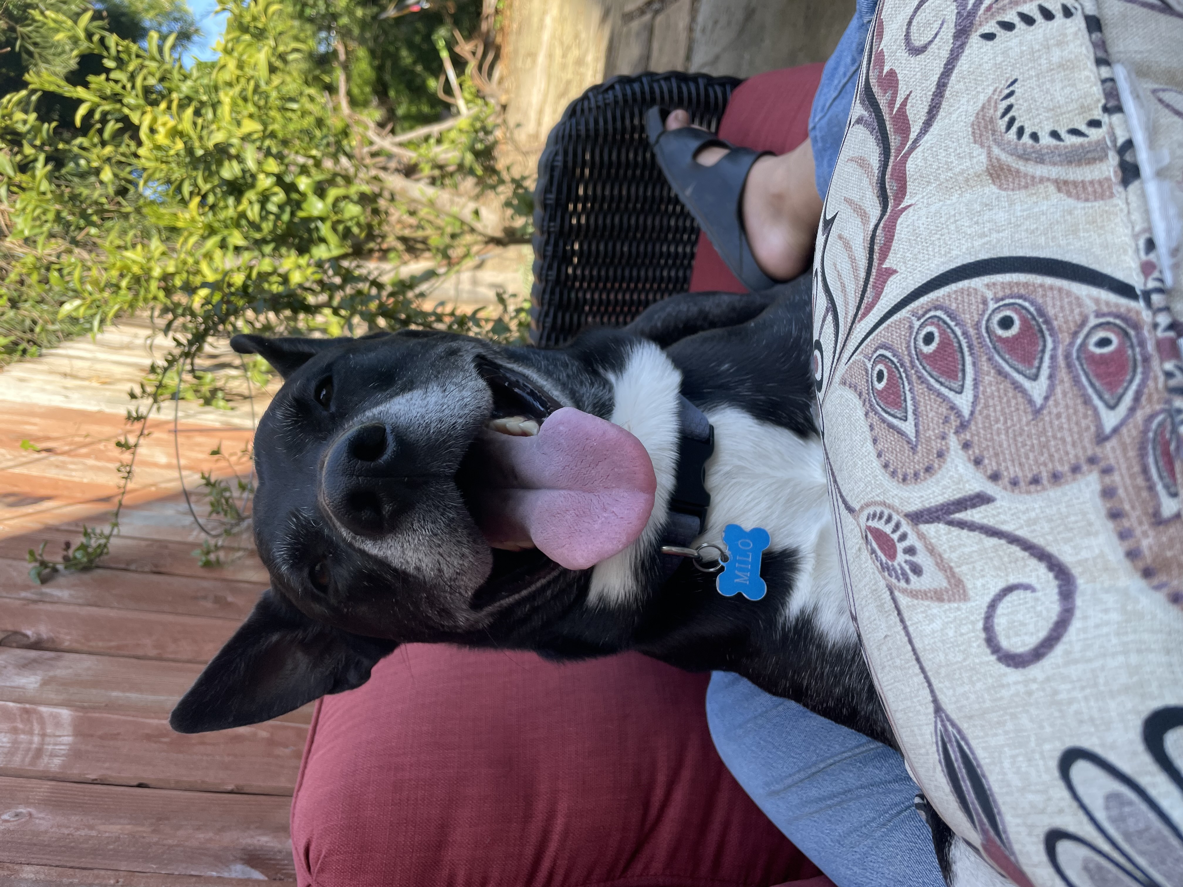 Milo, a Adoptable mixed breed in Berkeley, CA image 5/6