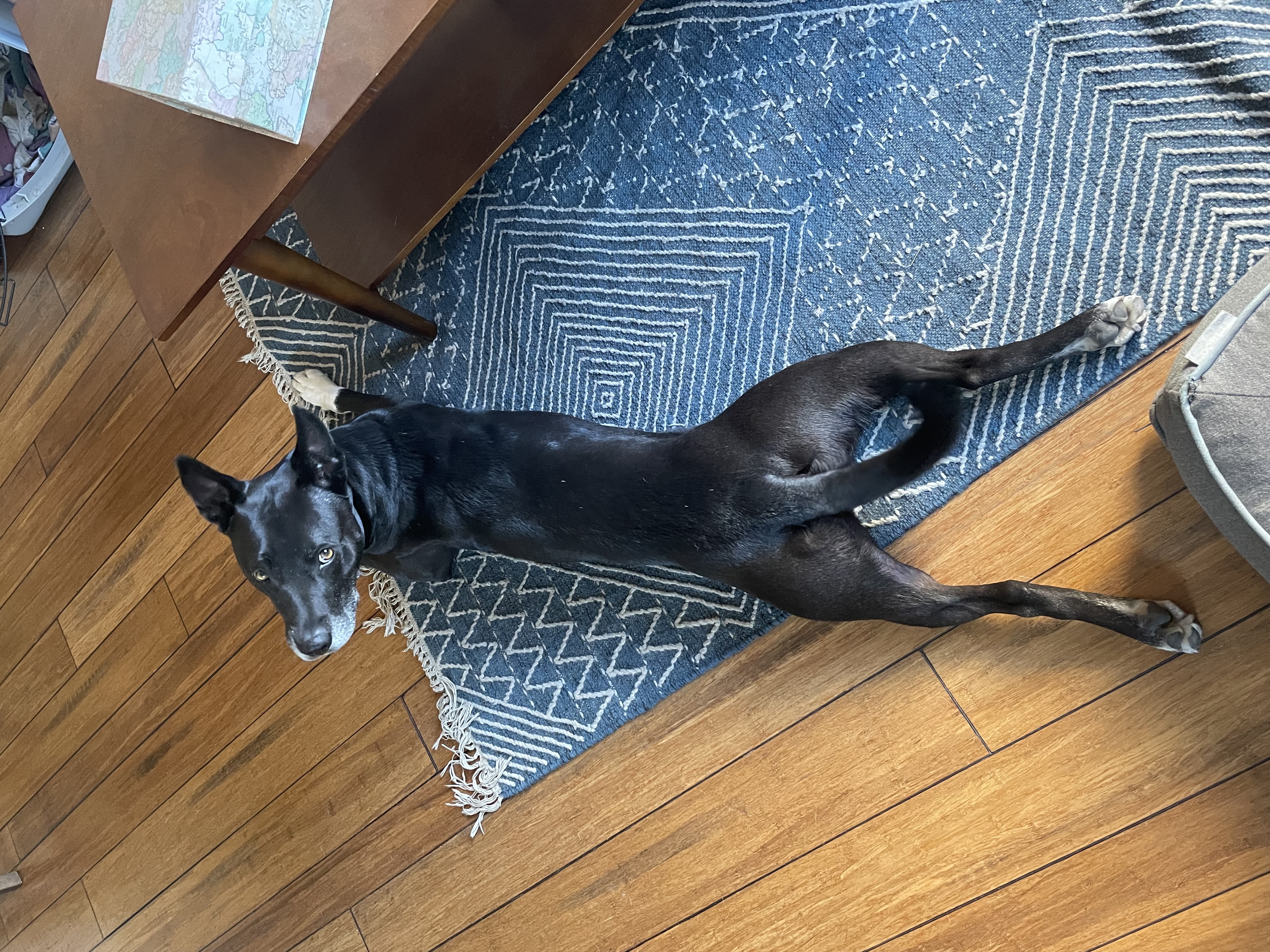 Milo, a Adoptable mixed breed in Berkeley, CA image 2/6