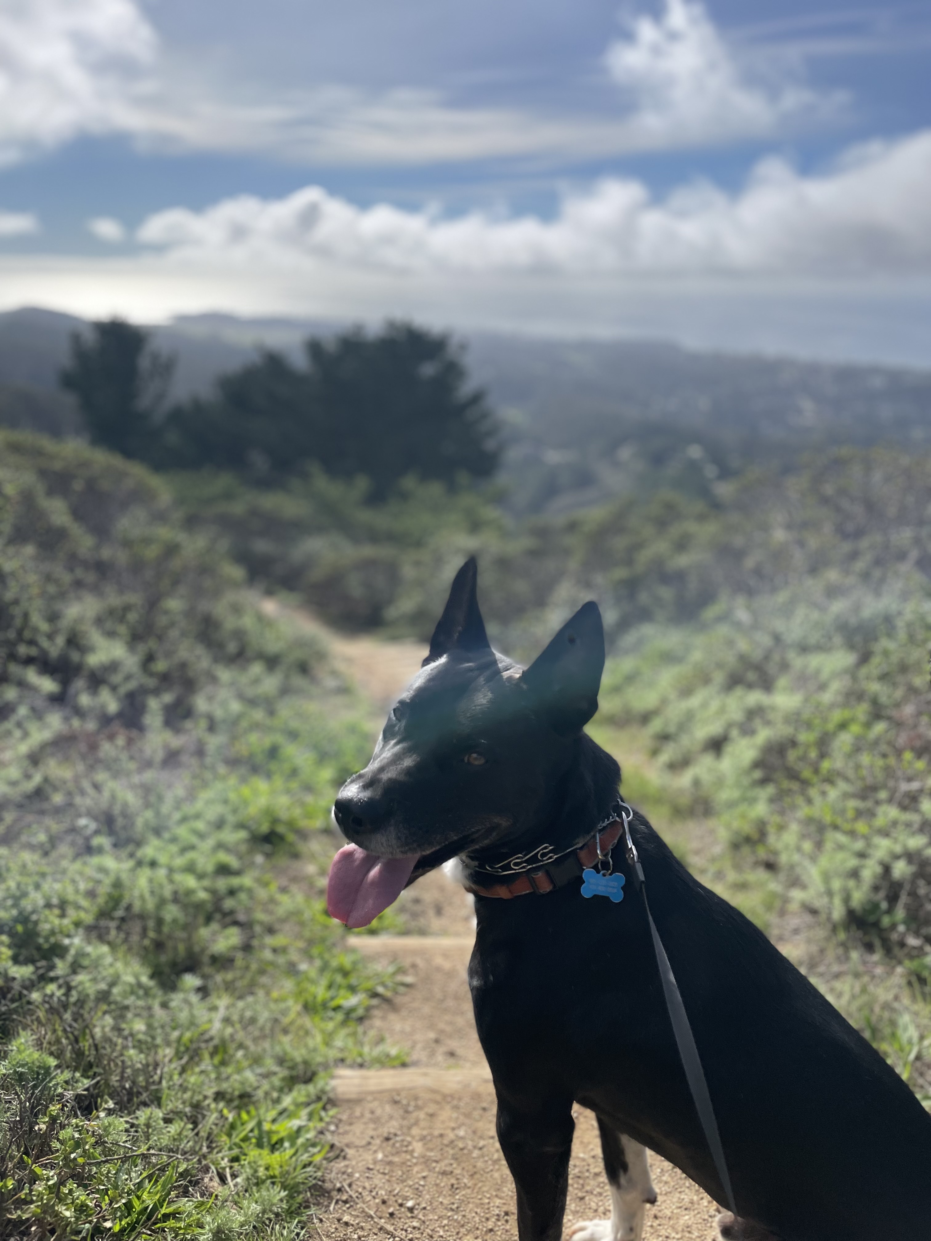 Milo, a Adoptable mixed breed in Berkeley, CA image 4/6