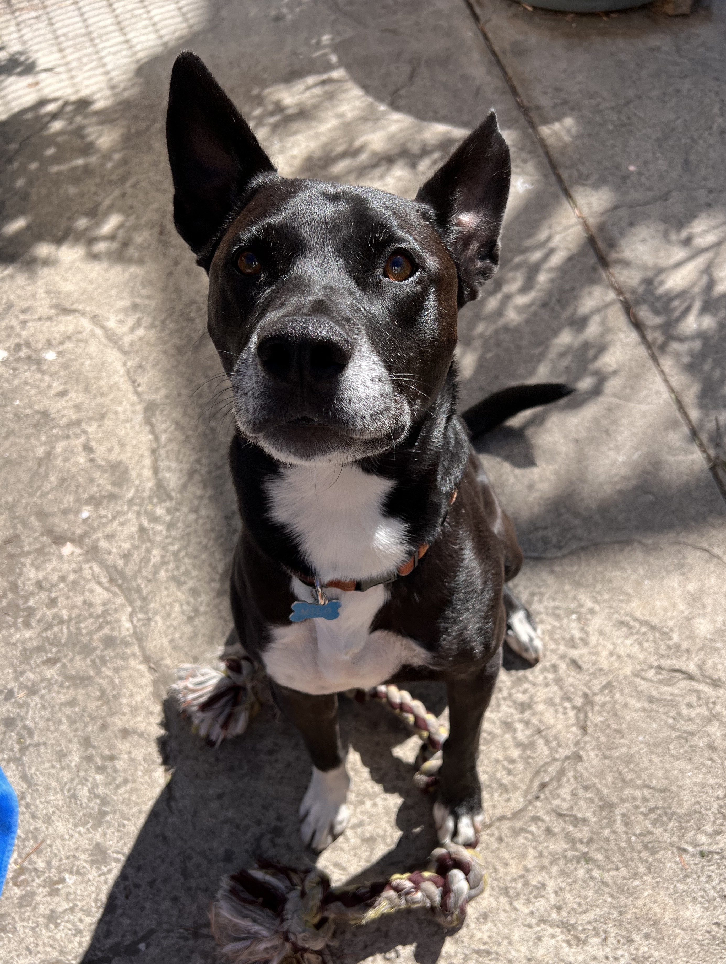 Milo, a Adoptable mixed breed in Berkeley, CA image 1/6