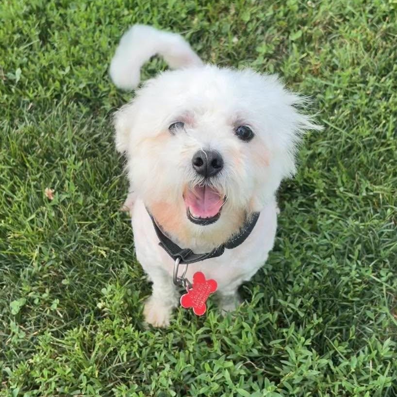 Enlarge Mellow, a ADOPTABLE mixed breed in Valparaiso, IN image 1/1