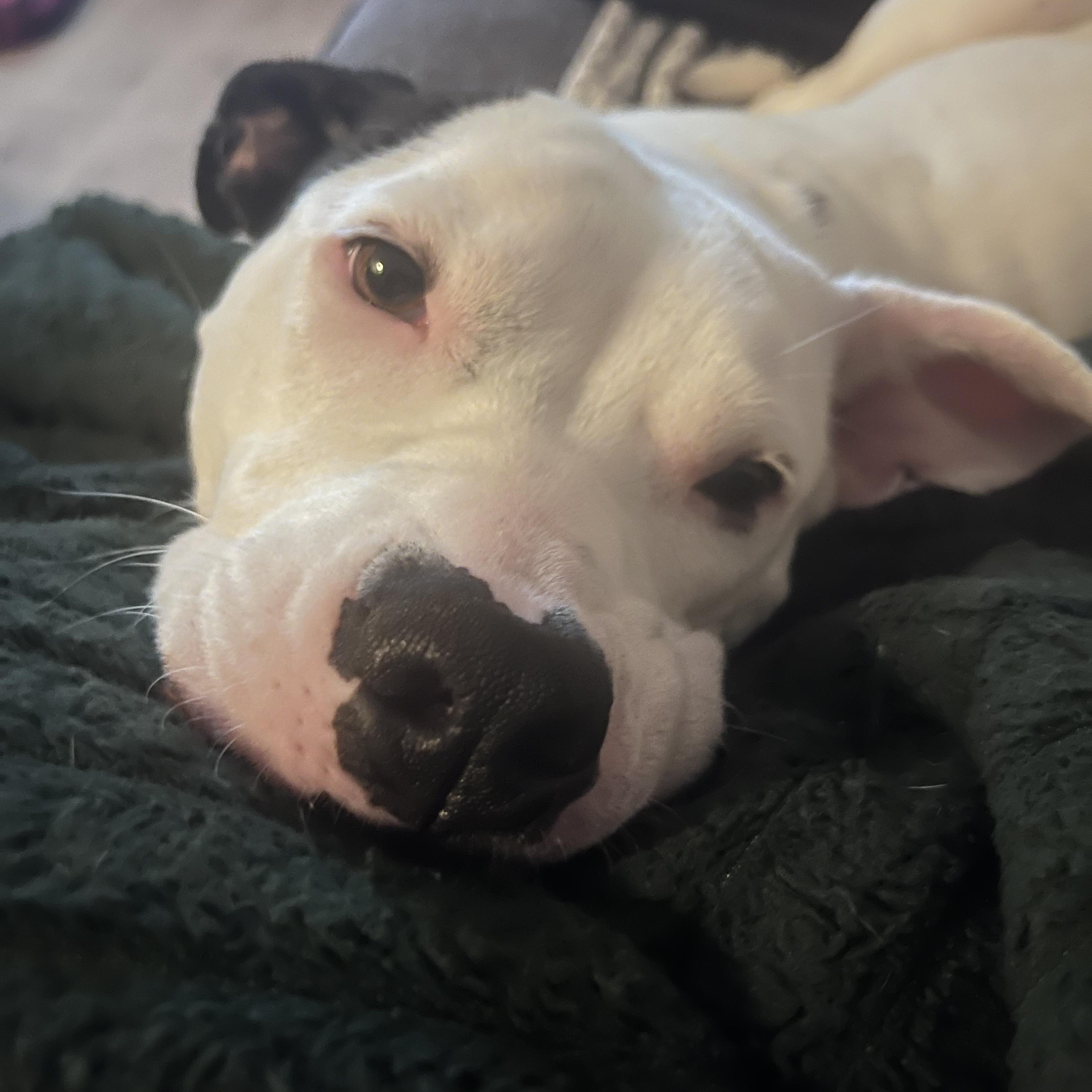 Darla, a Adopted mixed breed in Munising, MI image 5/6