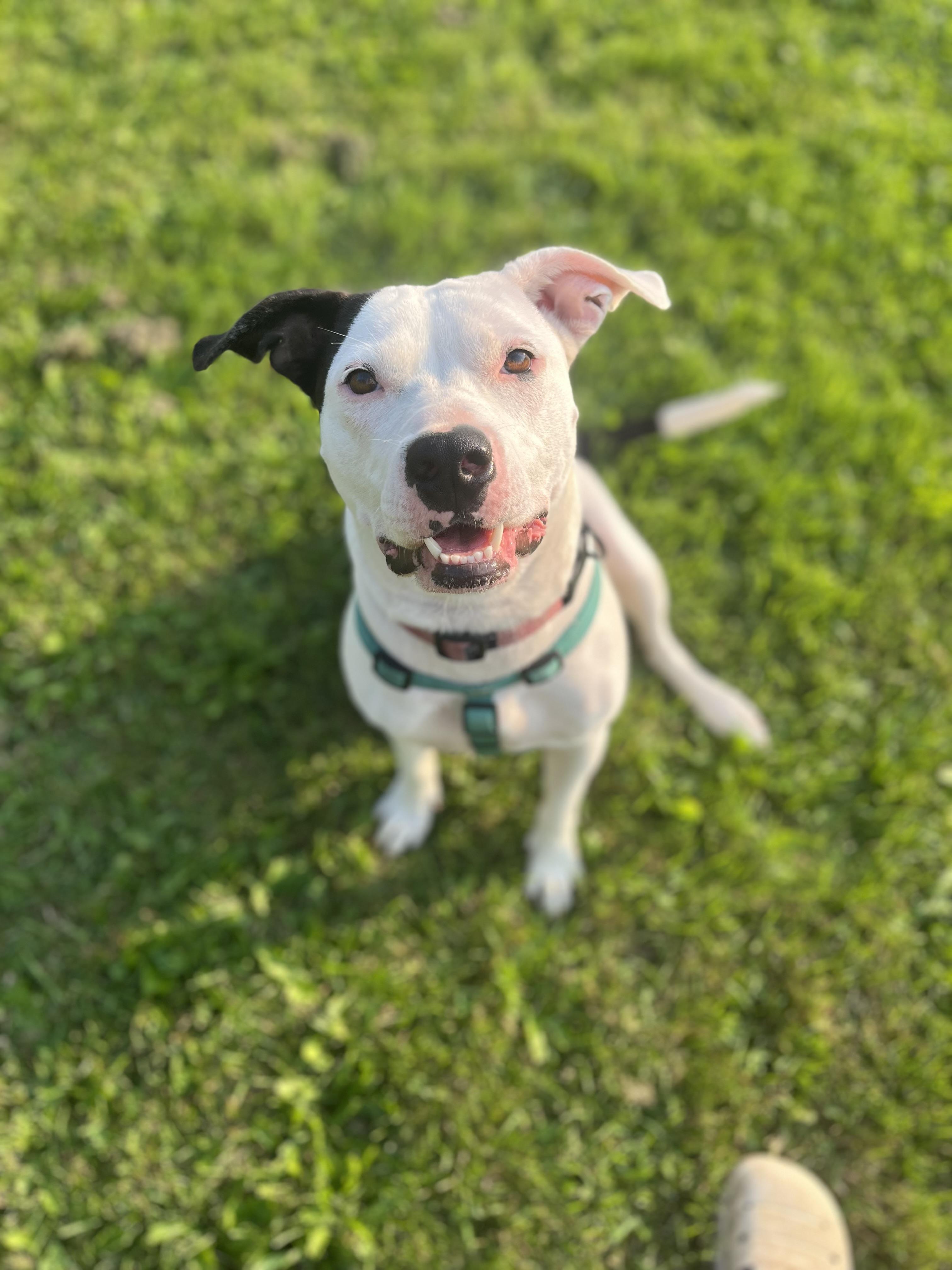 Darla, a Adopted mixed breed in Munising, MI image 1/6