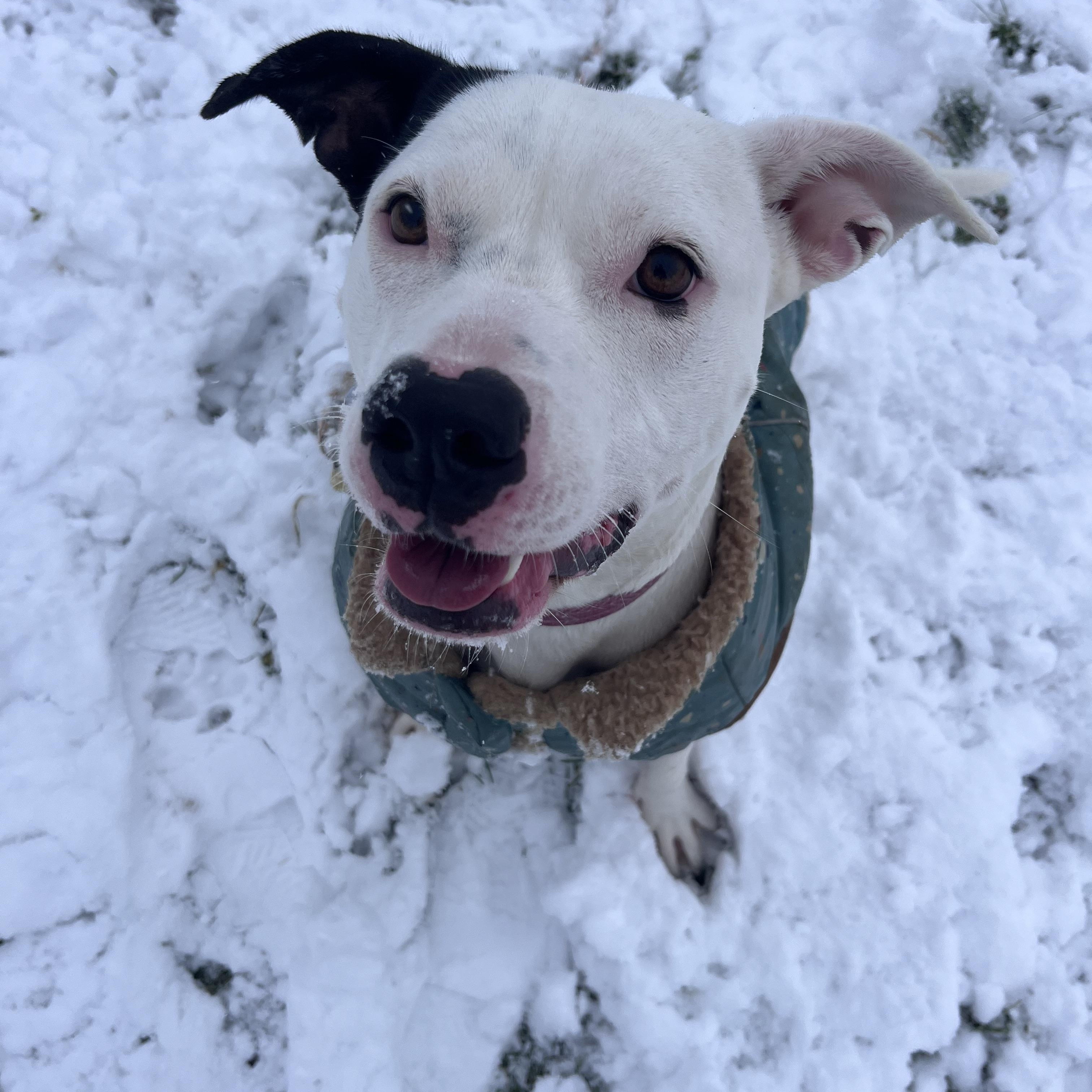 Darla, a Adopted mixed breed in Munising, MI image 2/6