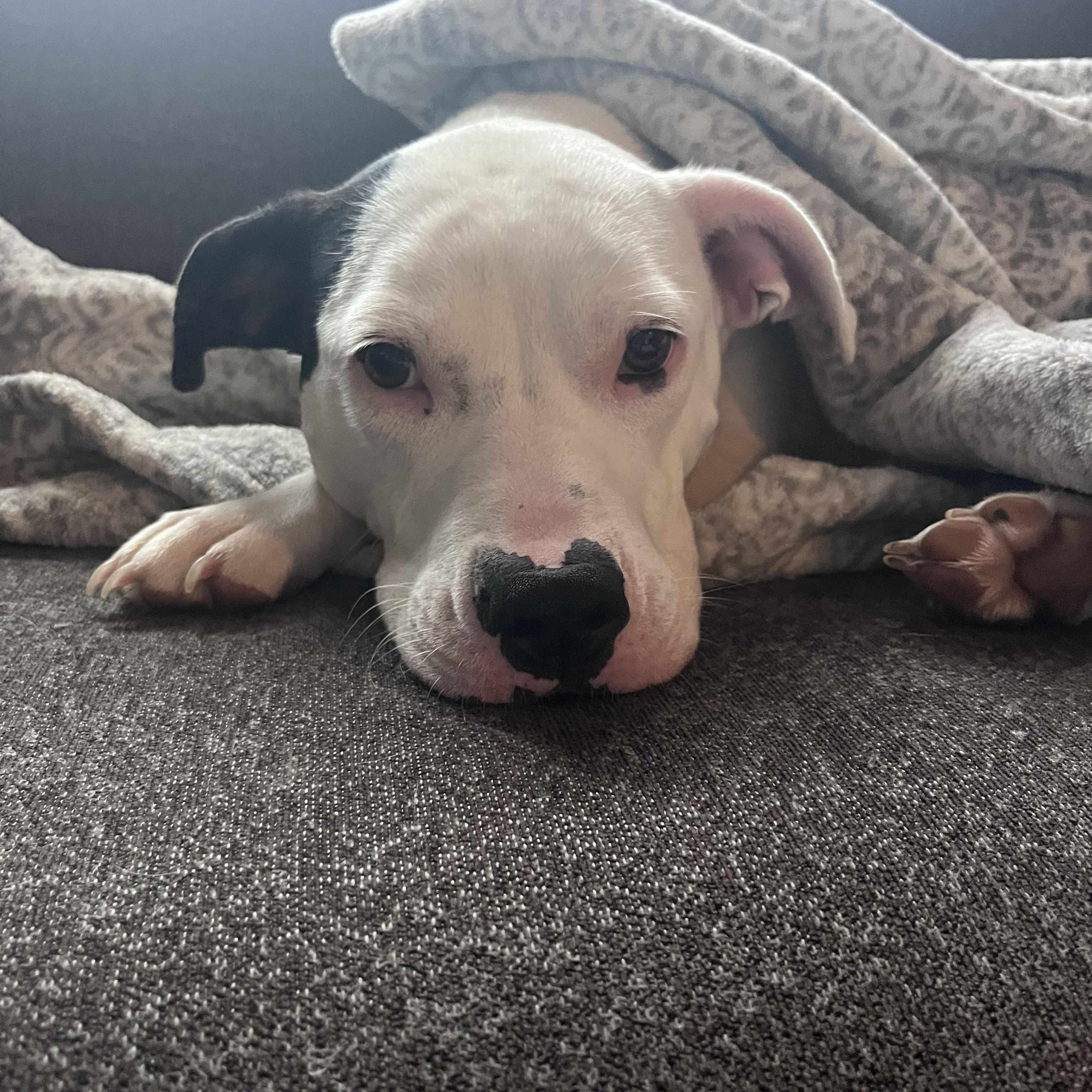 Darla, a Adopted mixed breed in Munising, MI image 4/6