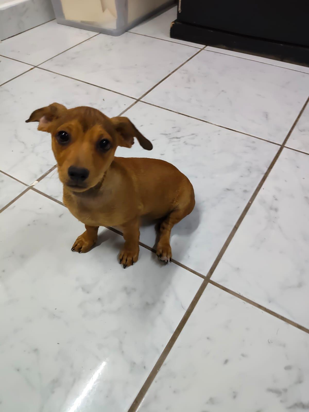 Enlarge Pebbles, an adopted mixed breed in Laguna Niguel, CA image 3/5