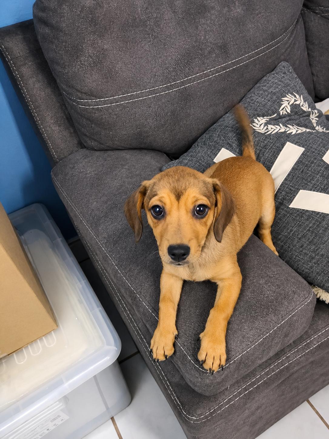 Pebbles, adopted, Puppy Female Chihuahua & Dachshund.