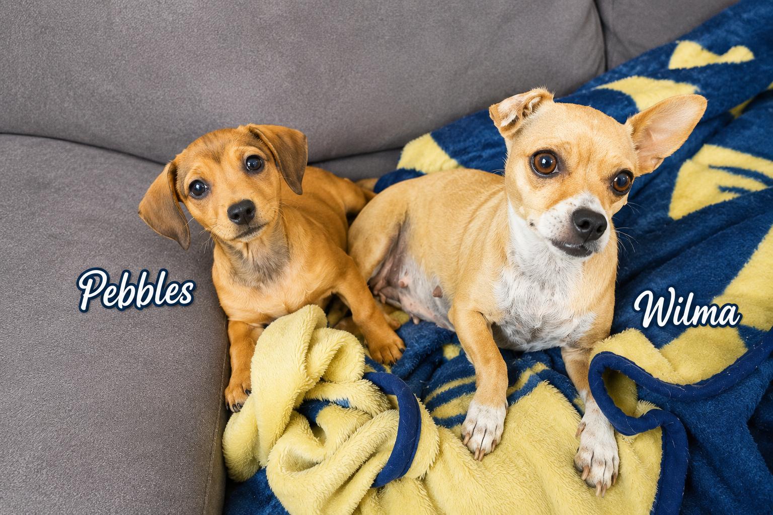 Enlarge Pebbles, an adopted mixed breed in Laguna Niguel, CA image 2/5
