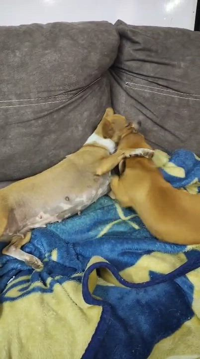 Enlarge Pebbles, an adopted mixed breed in Laguna Niguel, CA video 5/5