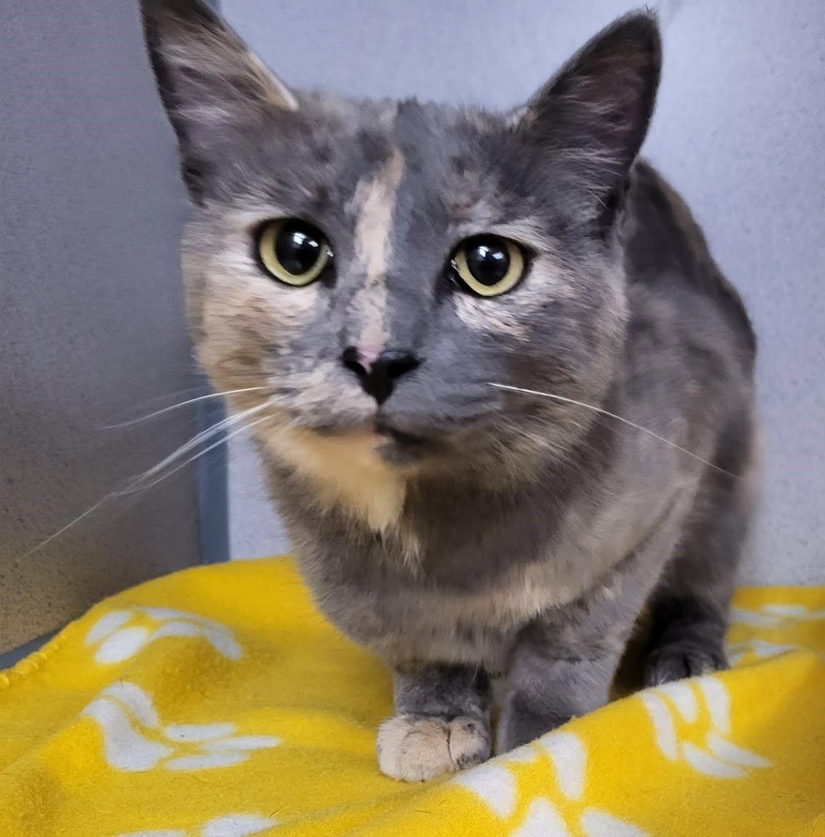 Carrie, adopted, Adult Female Domestic Short Hair.